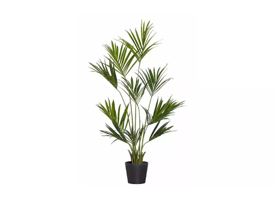 Grote plant huren