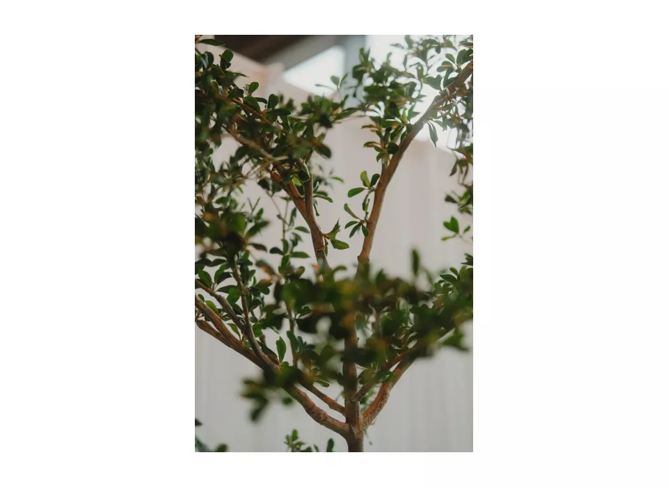 planten huren voor feest