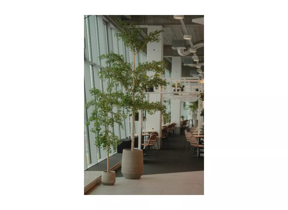 planten als decoratie huren